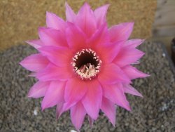 Echinopsis hybrid aff eyresii, květináč 6,5 cm - 12415217