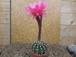 Echinopsis hybrid aff eyresii, květináč 6,5 cm - 12415218