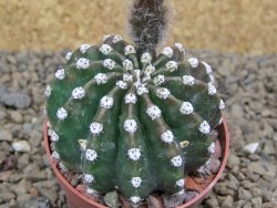 Echinopsis hybrid aff eyresii, květináč 6,5 cm - 12415219