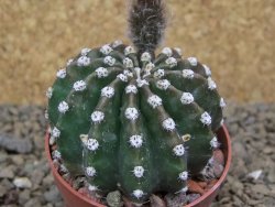 Echinopsis hybrid aff eyresii, květináč 6,5 cm - 12415220