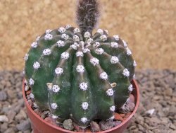 Echinopsis hybrid aff eyresii, květináč 6,5 cm - 12415221