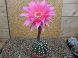 Echinopsis hybrid aff eyresii, květináč 6,5 cm - 12415222