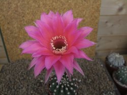 Echinopsis hybrid aff eyresii, květináč 6,5 cm - 12415223
