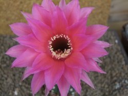 Echinopsis hybrid aff eyresii, květináč 6,5 cm - 12415224