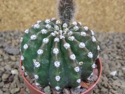 Echinopsis hybrid aff eyresii, květináč 6,5 cm - 12415225