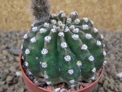 Echinopsis hybrid aff eyresii, květináč 6,5 cm - 12415226