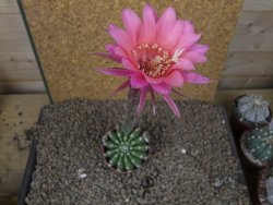 Echinopsis hybrid aff eyresii, květináč 6,5 cm - 12415227