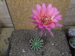 Echinopsis hybrid aff eyresii, květináč 6,5 cm - 12415228