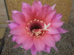 Echinopsis hybrid aff eyresii, květináč 6,5 cm