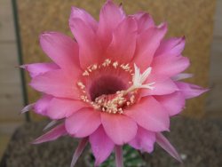 Echinopsis hybrid aff eyresii, květináč 6,5 cm - 12415230