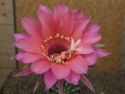 Echinopsis hybrid aff eyresii, květináč 6,5 cm - 12415231