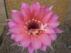 Echinopsis hybrid aff eyresii, květináč 6,5 cm - 12415232