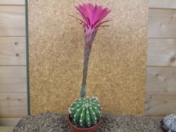 Echinopsis hybrid aff eyresii, květináč 6,5 cm - 12415233