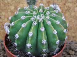 Echinopsis hybrid aff eyresii, květináč 6,5 cm - 12415234