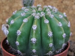 Echinopsis hybrid aff eyresii, květináč 6,5 cm - 12415235