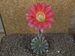 Echinopsis hybrid, květináč 6,5 cm - 12415242