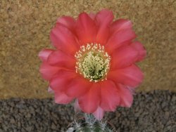 Echinopsis hybrid, květináč 6,5 cm - 12415243