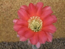 Echinopsis hybrid, květináč 6,5 cm
