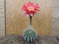 Echinopsis hybrid, květináč 6,5 cm - 12415245