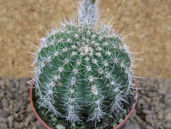 Echinopsis hybrid, květináč 6,5 cm - 12415246