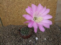 Echinopsis hybrid, květináč 5,5 cm - 12415255