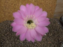Echinopsis hybrid, květináč 5,5 cm