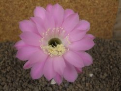Echinopsis hybrid, květináč 5,5 cm - 12415258