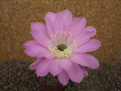 Echinopsis hybrid, květináč 5,5 cm - 12415259