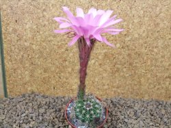 Echinopsis hybrid, květináč 5,5 cm - 12415260