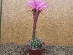 Echinopsis hybrid, květináč 5,5 cm - 12415261