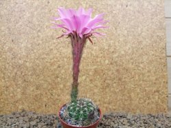 Echinopsis hybrid, květináč 5,5 cm - 12415262
