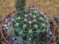Echinopsis hybrid, květináč 5,5 cm - 12415263