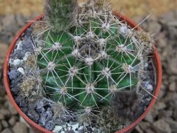 Echinopsis hybrid, květináč 5,5 cm - 12415264