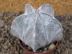 Astrophytum coahuilense snow 5,5 cm květináč
