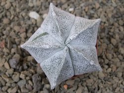 Astrophytum coahuilense snow 5,5 cm květináč - 12415266
