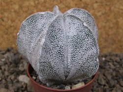 Astrophytum coahuilense snow 5,5 cm květináč - 12415267