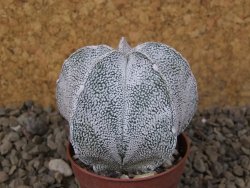 Astrophytum coahuilense snow 5,5 cm květináč - 12415268