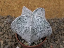 Astrophytum coahuilense snow 5,5 cm květináč - 12415269