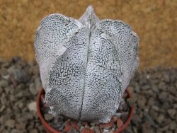 Astrophytum coahuilense snow 5,5 cm květináč - 12415270