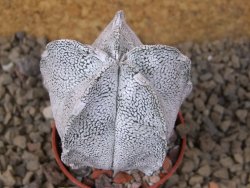 Astrophytum coahuilense snow 5,5 cm květináč - 12415271