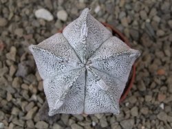 Astrophytum coahuilense snow 5,5 cm květináč - 12415272