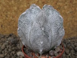 Astrophytum coahuilense snow 5,5 cm květináč - 12415274