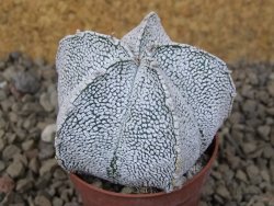 Astrophytum coahuilense snow 5,5 cm květináč