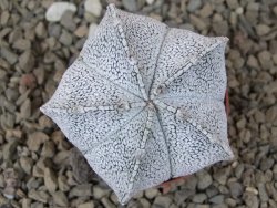 Astrophytum coahuilense snow 5,5 cm květináč - 12415276