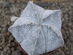 Astrophytum coahuilense snow 5,5 cm květináč - 12415277