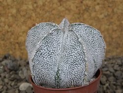 Astrophytum coahuilense snow 5,5 cm květináč - 12415278