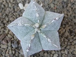 Astrophytum Onzuko X ornatum pot 5,5 cm