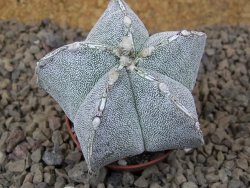 Astrophytum Onzuko X ornatum pot 5,5 cm - 12415280