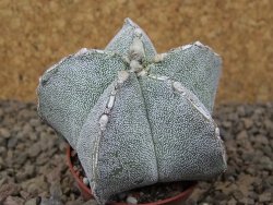 Astrophytum Onzuko X ornatum pot 5,5 cm - 12415281