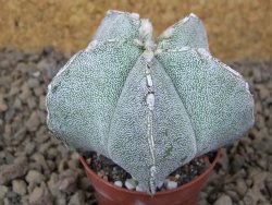 Astrophytum Onzuko X ornatum pot 5,5 cm - 12415282